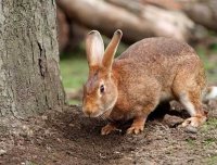 农村诡事三（兔子神儿1）