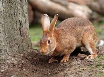 农村诡事三（兔子神儿1）