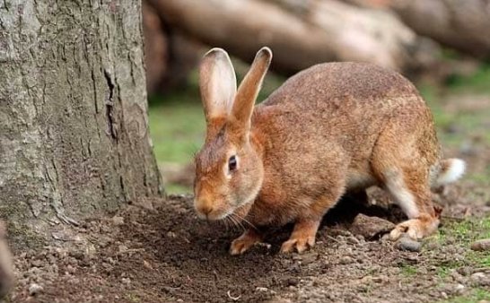 农村诡事三(兔子神儿1)