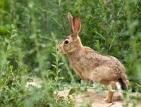 农村诡事四(兔子神儿2)