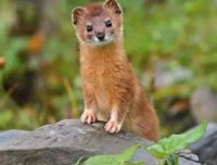 东北黄大仙的故事