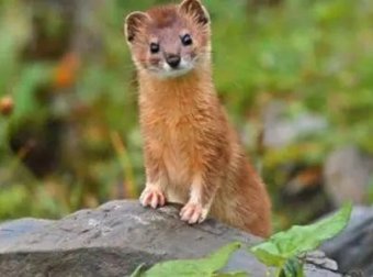 东北黄大仙的故事