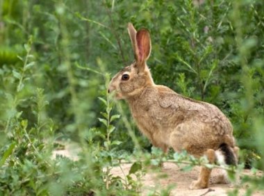 农村诡事四（兔子神儿2）