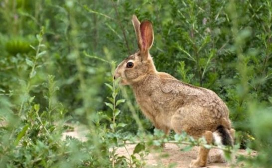 农村诡事四(兔子神儿2)