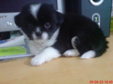 关于自己养的一只狗