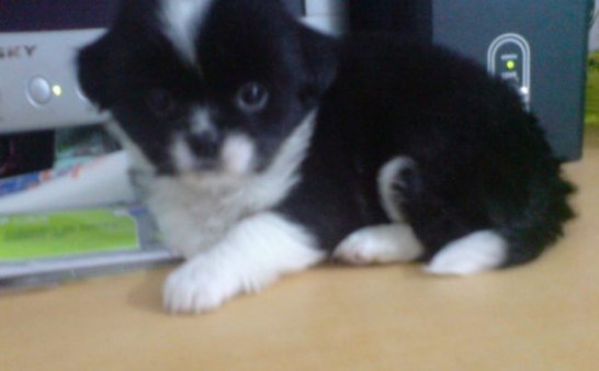 关于自己养的一只狗