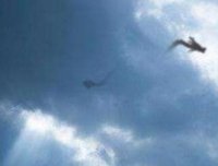 盘点中国十大真龙现身事件 科学家表示真龙或存在