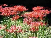 我的眼睛是不是被什么东西诅咒啦?请大家出一些方案在此跪谢