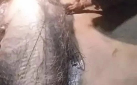 泰国抓到一只”河神”,全村人跪拜后将其宰杀换钱