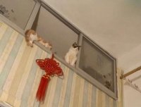 那栋很邪的房子……