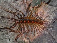 东北吉林老家怪异事之蚰蜒成精摄高中生魂魄