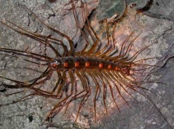 东北吉林老家怪异事之蚰蜒成精摄高中生魂魄