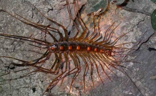 东北吉林老家怪异事之蚰蜒成精摄高中生魂魄