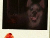 “微笑狗”的真相