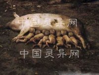 猪人
