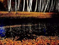 新疆灵异录之阿勒泰白桦林