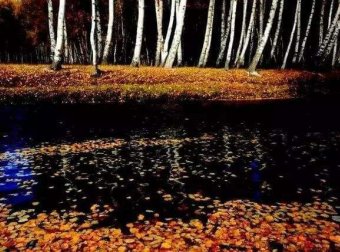 新疆灵异录之阿勒泰白桦林