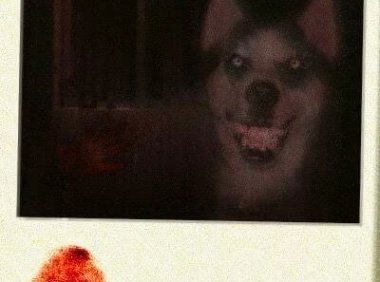 “微笑狗”的真相