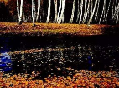 新疆灵异录之阿勒泰白桦林