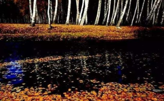 新疆灵异录之阿勒泰白桦林