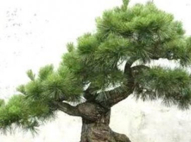 五种不祥物家中千万不能摆