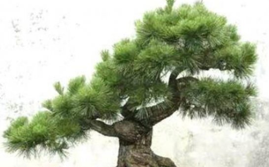 五种不祥物家中千万不能摆