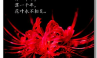 彼岸花:难道又是我眼花了?