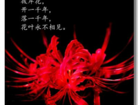 彼岸花：难道又是我眼花了？