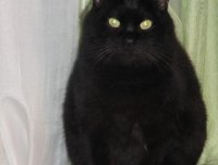 边缘职业——驱鬼人真实回忆录之黑猫