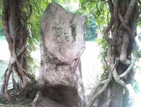 植物园灵异事件