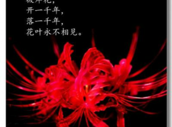 彼岸花：难道又是我眼花了？