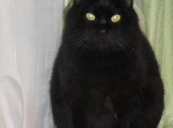 边缘职业——驱鬼人真实回忆录之黑猫