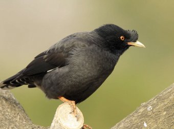 小时候遇到的一件怪事