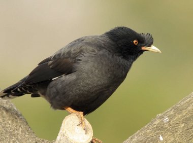 小时候遇到的一件怪事