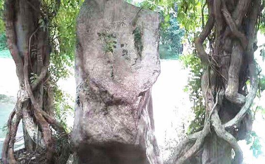 植物园灵异事件