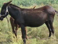 把人变成牲畜的巫术：造畜，饥荒年代的那些邪乎事儿（上）