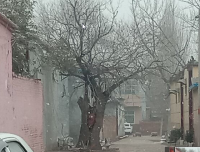 胡同里的老槐树