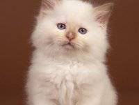谁在开门——绿眼黑猫