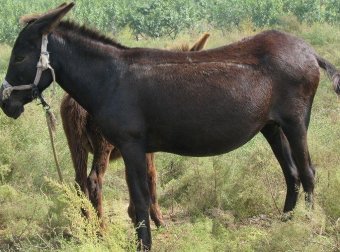 把人变成牲畜的巫术：造畜，饥荒年代的那些邪乎事儿（上）