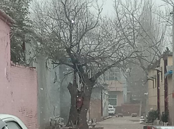 胡同里的老槐树