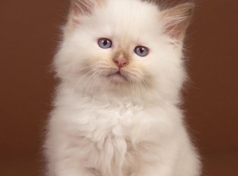 谁在开门——绿眼黑猫