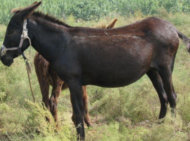 把人变成牲畜的巫术：造畜，饥荒年代的那些邪乎事儿（上）