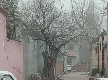 胡同里的老槐树