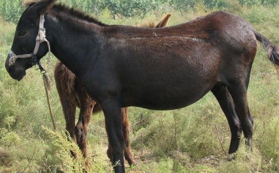 把人变成牲畜的巫术:造畜,饥荒年代的那些邪乎事儿(上)