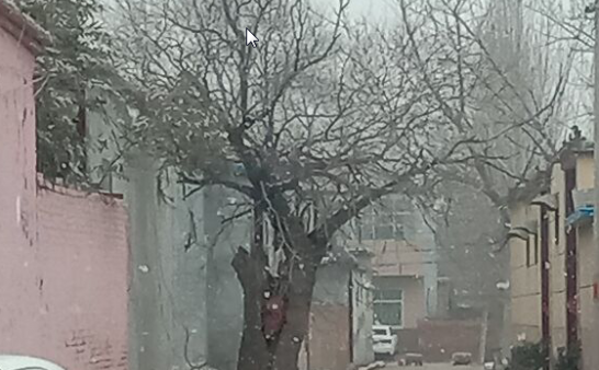 胡同里的老槐树