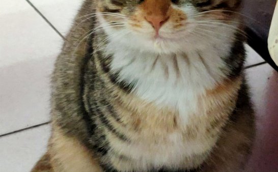 流浪猫大花