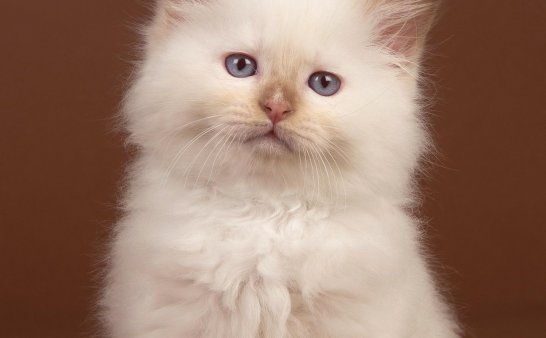 谁在开门——绿眼黑猫