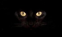 灵异事件：黑猫