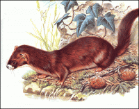 仙家讨封口那些事