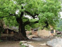 邯郸神灵异事(1):槐仙树神的故事